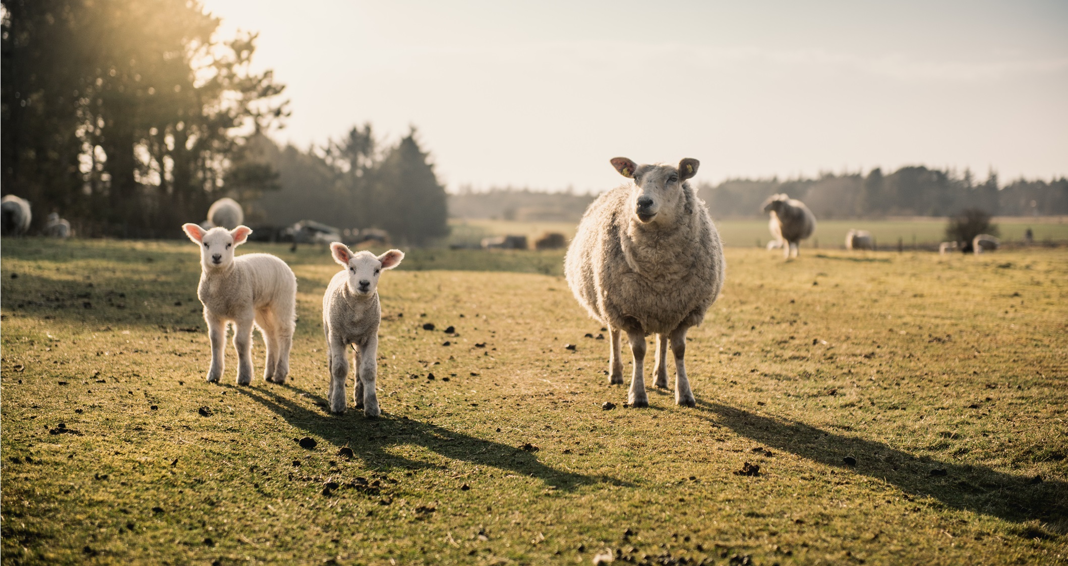 Sheep Farm